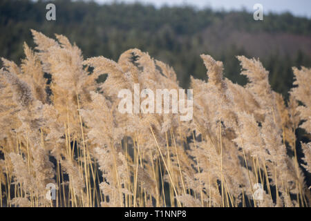 Reeds bending in the cold winter breeze Stock Photo