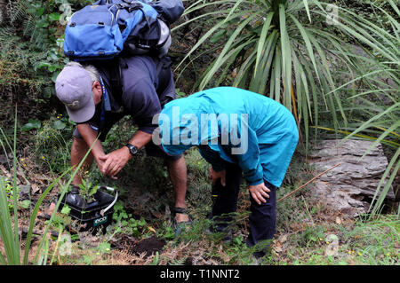 The tour leader and a client plant Tree Daisy, a native species, on Mou Waho Island, an island in Lake Wanaka, South Island, New Zealand. Stock Photo