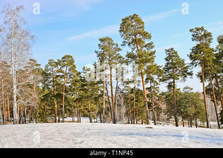 Edge of a pine forest in winter Stock Photo