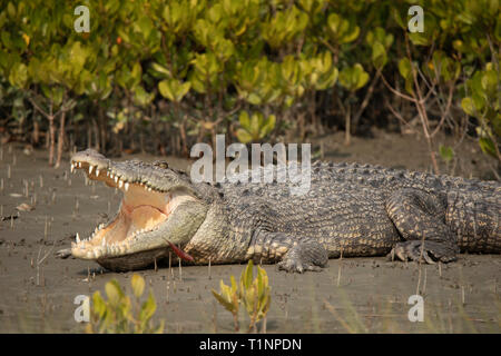 Saltwater Crocodile, Crocodilus porosus, Sunderbans, West Bengal, India Stock Photo