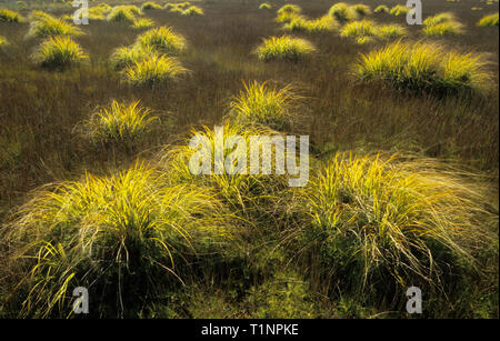 Wind-blown tussock grasses near Okarito Lagoon on west coast of South Island of New Zealand. Stock Photo