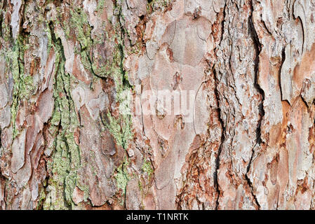 Embossed texture of the bark of red pine. Pine bark background. Close-up view of highly detailed tree bark texture. Nature wood background. Stock Photo