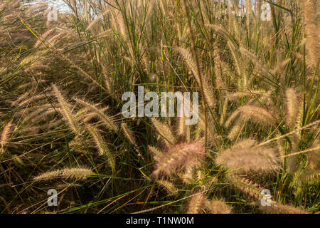 The background of yellow grass flowers in the summer of Thailand Suitable for making background images Stock Photo