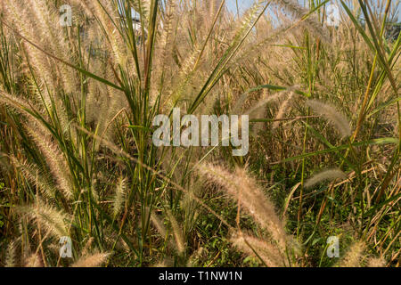The background of yellow grass flowers in the summer of Thailand Suitable for making background images Stock Photo
