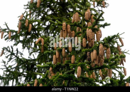 Spruce tree laden with cones on a cold, rainy day Stock Photo