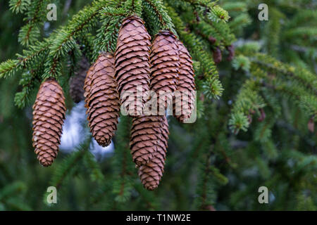 Close up of spruce cones Stock Photo