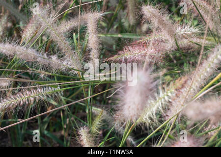 The background of white grass flowers in the summer of Thailand is suitable for making background images. Stock Photo