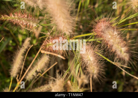 The background of yellow grass flowers in the summer of Thailand Suitable for making background images Stock Photo