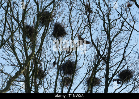 A rookery in the tops of trees during spring with rooks (Corvus frugilegus) flying around their nests. Bird colony, UK. Stock Photo