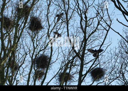 A rookery in the tops of trees during spring with rooks (Corvus frugilegus) flying around their nests. Bird colony, UK. Stock Photo