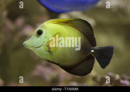 Brown tang (Zebrasoma scopas), also known as the brown surgeonfish. Stock Photo