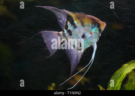 Angelfish (Pterophyllum scalare), also known as the freshwater angelfish. Stock Photo