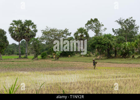 Siem Reap, Cambodia - July 22, 2018: Native cambodian peasant woman planting rice in the field Stock Photo