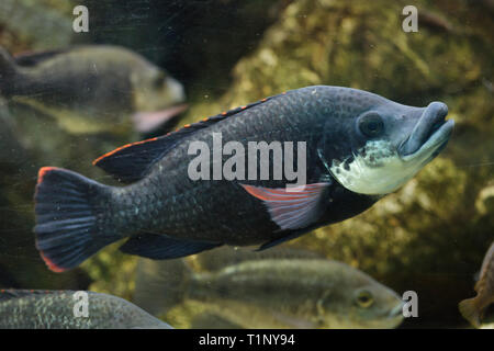 Angolan tilapia (Oreochromis angolensis). Freshwater fish Stock Photo ...
