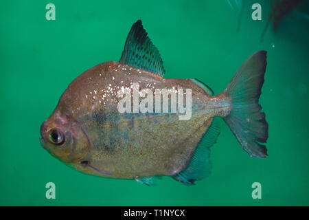 Silver dollar (Metynnis argenteus), also known as the archetypal silver dollar. Stock Photo