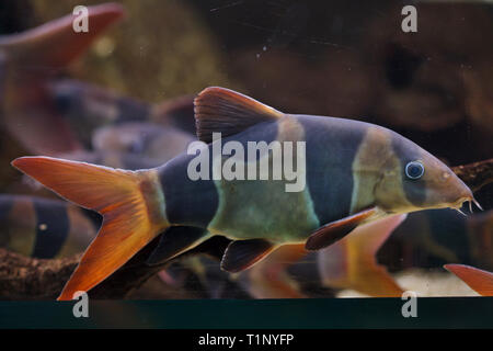 Clown loach (Chromobotia macracanthus), also known as the tiger botia Stock Photo