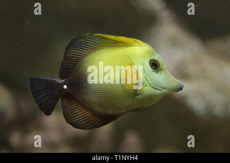 Brown tang (Zebrasoma scopas), also known as the brown surgeonfish. Stock Photo
