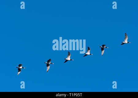Migrating Barnacle Geese, Branta Leucopsis, flying in a line by a blue sky Stock Photo