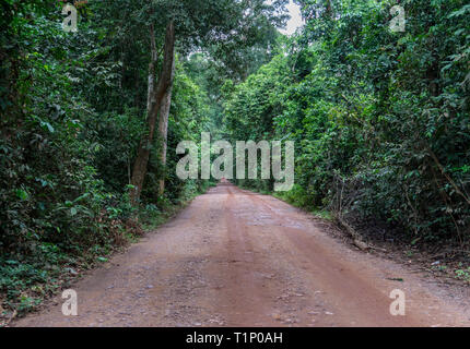 A unpaved road crossing through lush, green rainforest vegetation Stock Photo