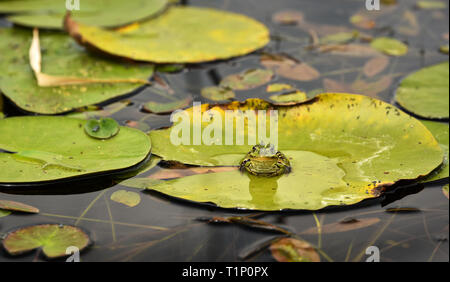 The edible frog (Pelophylax kl. esculentus)  - common European frog sitting on a leaf in the pond. Stock Photo