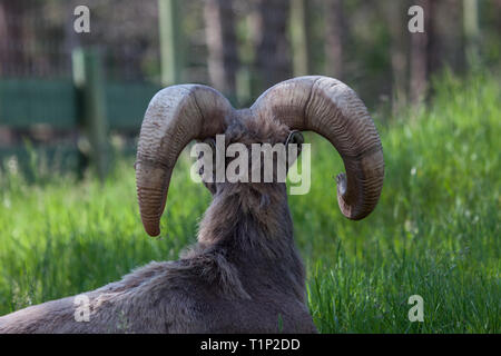 Large ram horns as seen from behind on a male bighorn sheep laying in the spring grass and peeking to the side. Stock Photo