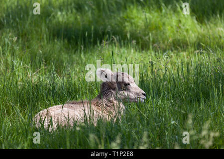 A baby bighorn sheep laying in the sunshine in the tall spring grass. Stock Photo