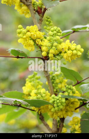 Mahonia Pinnacle flower clusters in early spring, UK garden border.  AGM Stock Photo