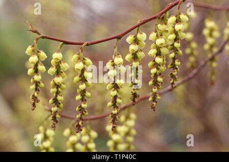 Stachyurus praecox. Stiffly drooping racemes of Early stachyurus flowering in early spring, UK. Also called Spiketail. AGM Stock Photo