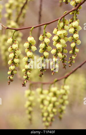 Stachyurus praecox a winter spring flowering