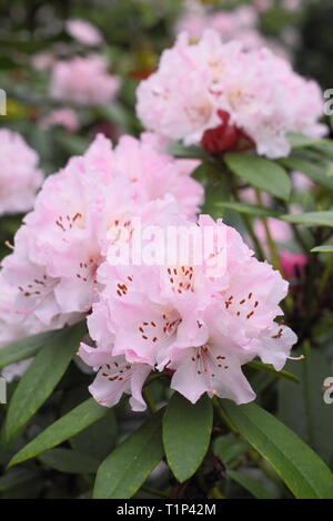 Rhododendron Christmas Cheer. Showy blooms of Rhododendron Christmas Cheer in early spring, UK. AGM Stock Photo