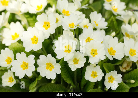 Primula vulgaris in the garden. A clump of primroses. Stock Photo