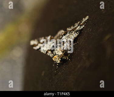 A Barberry Carpet moth (Pareulype berberata) in East Devon, South West England, United Kingdom. Stock Photo