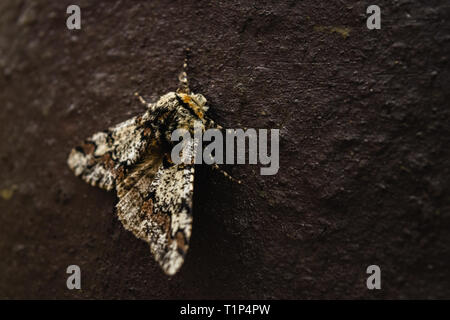 A Barberry Carpet moth (Pareulype berberata) in East Devon, South West England, United Kingdom. Stock Photo