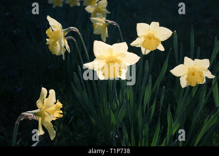 Yellow daffodils narcissus with light from behind Stock Photo