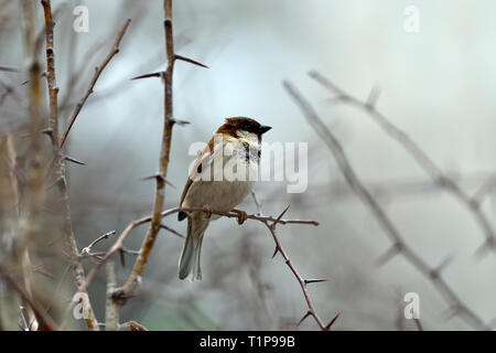 Sparrow sitting on a branch of thorny bushes. Stock Photo