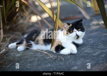 Soffie the cat having a rest under the shade in the garden, soffie the cat is a persian exotic Stock Photo