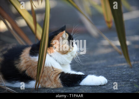Soffie the cat having a rest under the shade in the garden, soffie the cat is a persian exotic Stock Photo