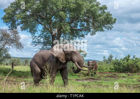 African bush elephant mud bathng in Kruger National park, South Africa ; Specie Loxodonta africana family of Elephantidae Stock Photo