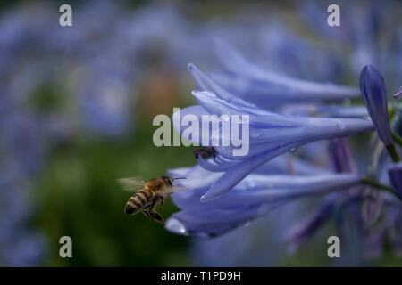 a bee is flying to a blue Agapanthus