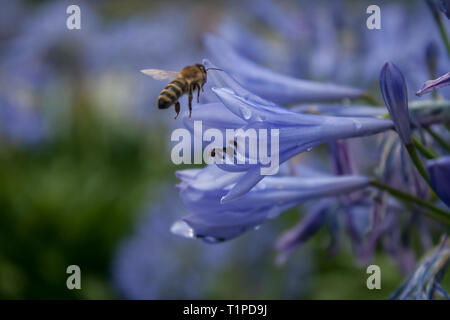 a bee is flying to a blue Agapanthus