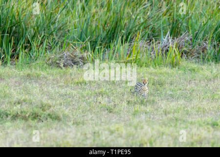 A single adult Serval cat hunting in open short grassland, on the edge of the marsh area, Lewa Wilderness, Lewa Conservancy, Kenya, Africa