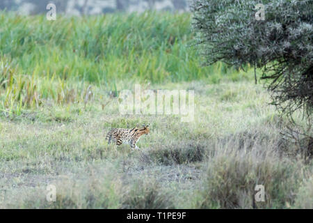 A single adult Serval cat hunting in open short grassland, on the edge of the marsh area, Lewa Wilderness, Lewa Conservancy, Kenya, Africa
