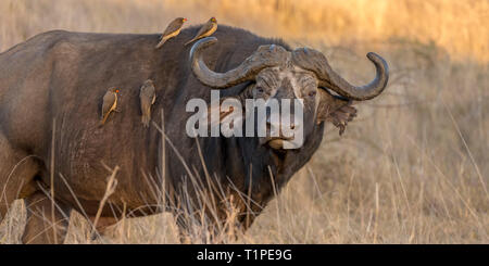 One male African or Cape buffalo in open grassland with oxpeckers on it's back, early morning, Lewa Wilderness,Lewa Conservancy, Kenya, Africa Stock Photo