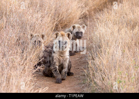 A small group of juvenile spotted hyena on a side track in open grassland, one upright and looking, Lewa Wilderness, Lewa Conservancy, Kenya, Africa Stock Photo