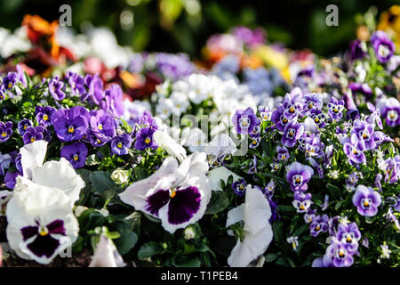 Spring: purple primroses in selective focus amidst a group of mixed colored flowers in bokeh Stock Photo