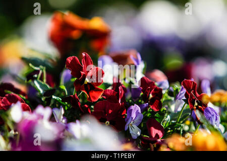 Spring: a red primrose in selective focus amidst a group of mixed colored flowers in bokeh Stock Photo