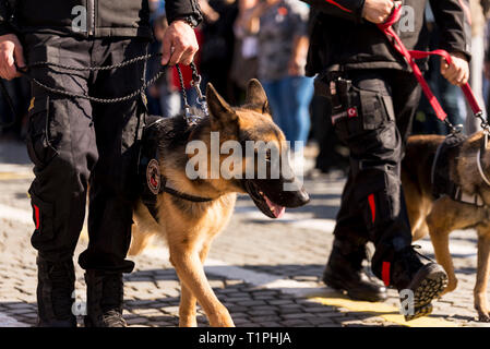 K9 Police dog walking with polices. Stock Photo