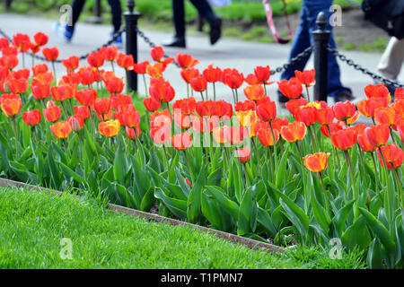 Red tulips, post-and-chain fence. Detail of people walking in Boston Public Garden. Spring travel background Stock Photo