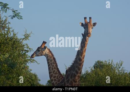 Pair of giraffes, Marloth Park, South Africa Stock Photo