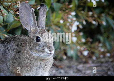 An adult desert cottontail rabbit is shown up close with room for copyspace or other information to the right. Stock Photo